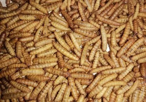 IMG-20241020-WA0093-500x350